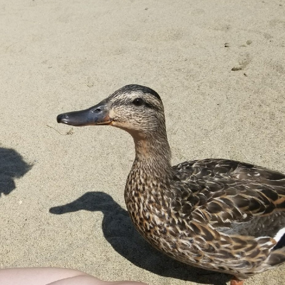 Meet your Posher, Noise